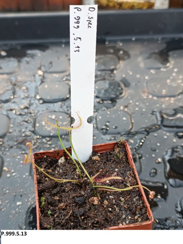 P.999.5.13 Drosera Spezies Mix P.999.5.13