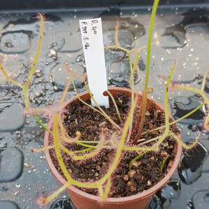 Drosera Spezies Mix P.999.5.14