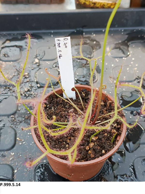 P.999.5.14 Drosera Spezies Mix P.999.5.14