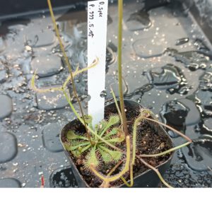 Drosera Spezies Mix P.999.5.15