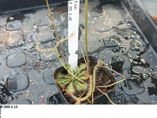 Drosera Spezies Mix P.999.5.15