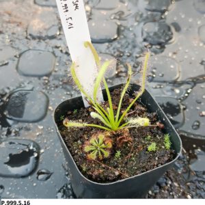Drosera Spezies Mix P.999.5.16