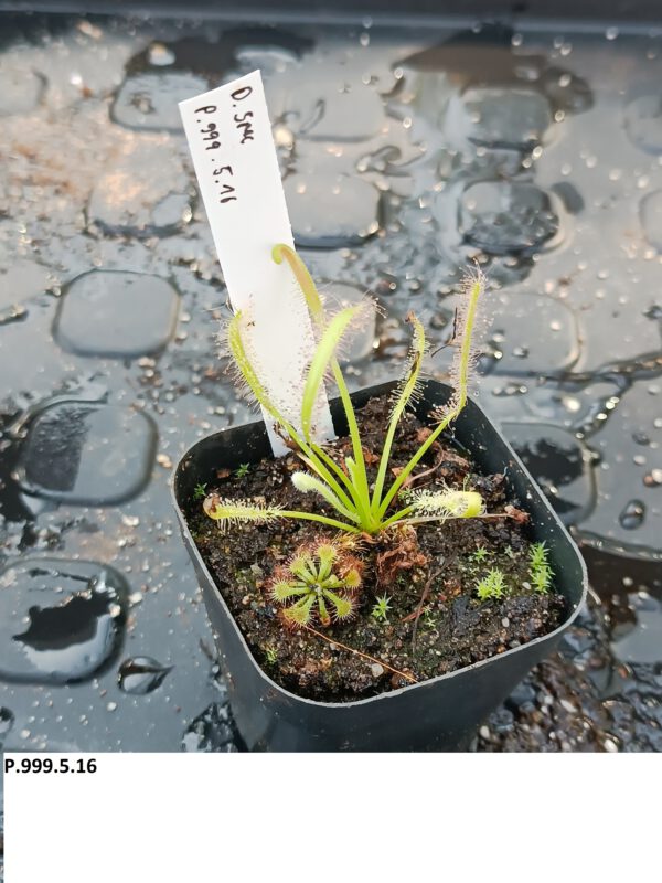 P.999.5.16 Drosera Spezies Mix P.999.5.16