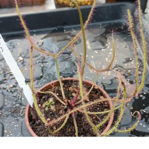 Drosera Spezies Mix P.999.5.17