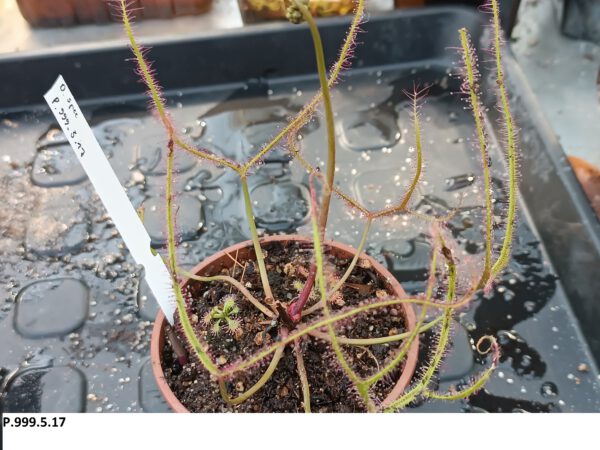 P.999.5.17 Drosera Spezies Mix P.999.5.17