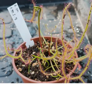 Drosera Spezies Mix P.999.5.18