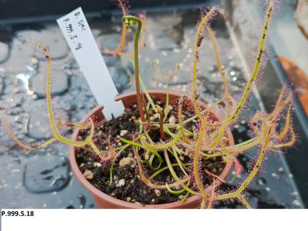 P.999.5.18 Drosera Spezies Mix P.999.5.18