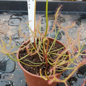 Drosera Spezies Mix P.999.5.19