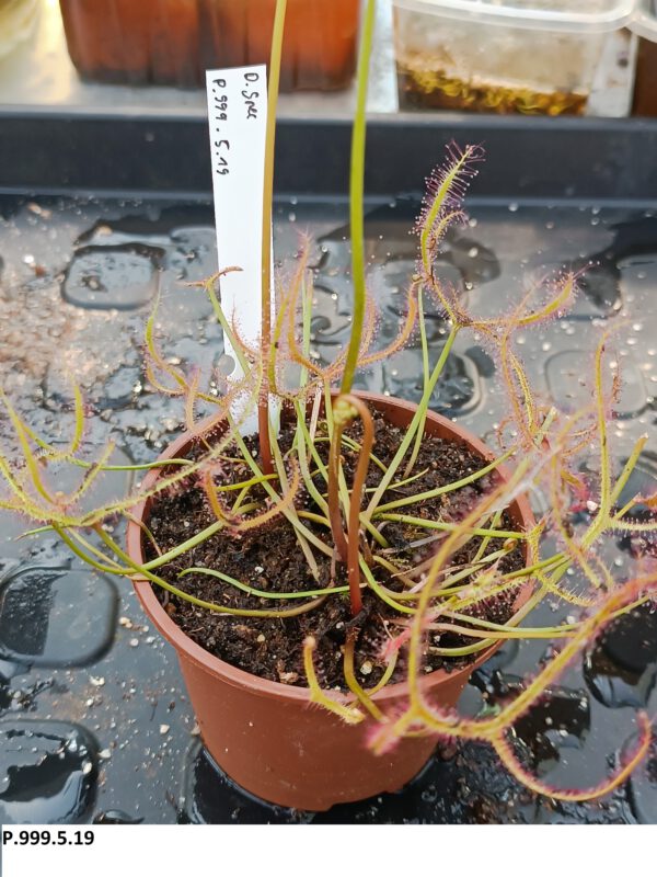 P.999.5.19 Drosera Spezies Mix P.999.5.19