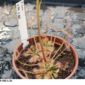 Drosera Spezies Mix P.999.5.20