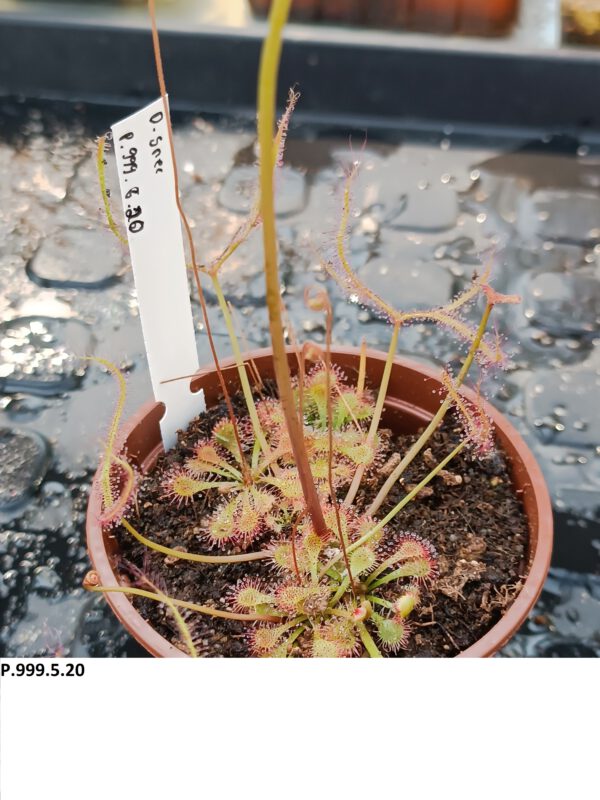 P.999.5.20 Drosera Spezies Mix P.999.5.20