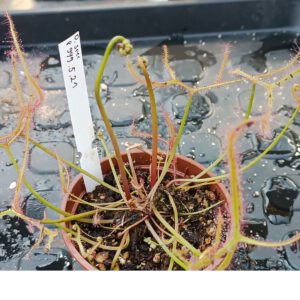 Drosera Spezies Mix P.999.5.21