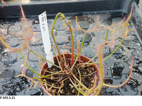 P.999.5.21 Drosera Spezies Mix P.999.5.21