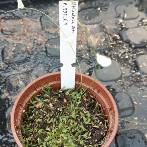 Utricularia Spezies Mix P.999.6.1