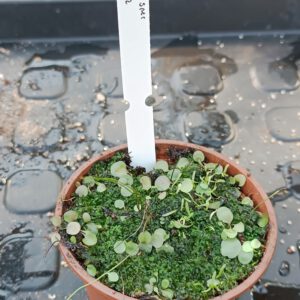 Utricularia Spezies Mix P.999.6.2