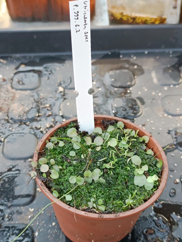 P.999.6.2 Utricularia Spezies Mix P.999.6.2