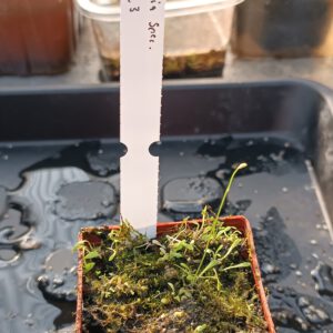 Utricularia Spezies Mix P.999.6.3