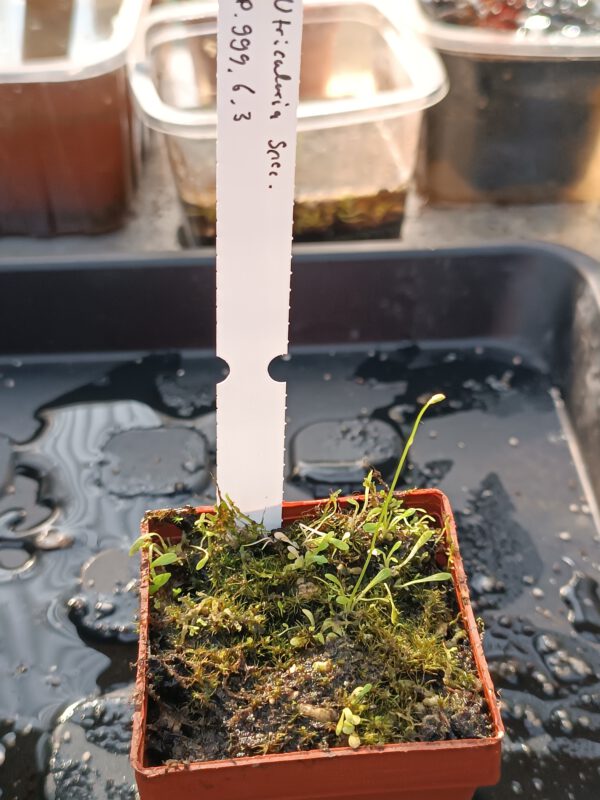 P.999.6.3 Utricularia Spezies Mix P.999.6.3