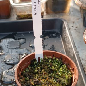 Utricularia Spezies Mix P.999.6.4