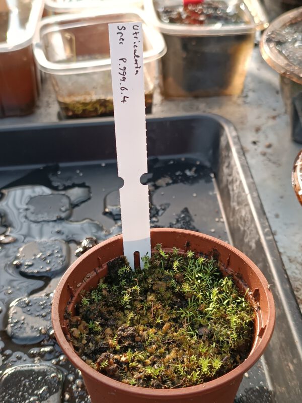 P.999.6.4 Utricularia Spezies Mix P.999.6.4