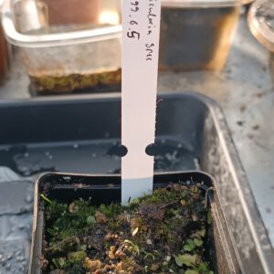 Utricularia Spezies Mix P.999.6.5