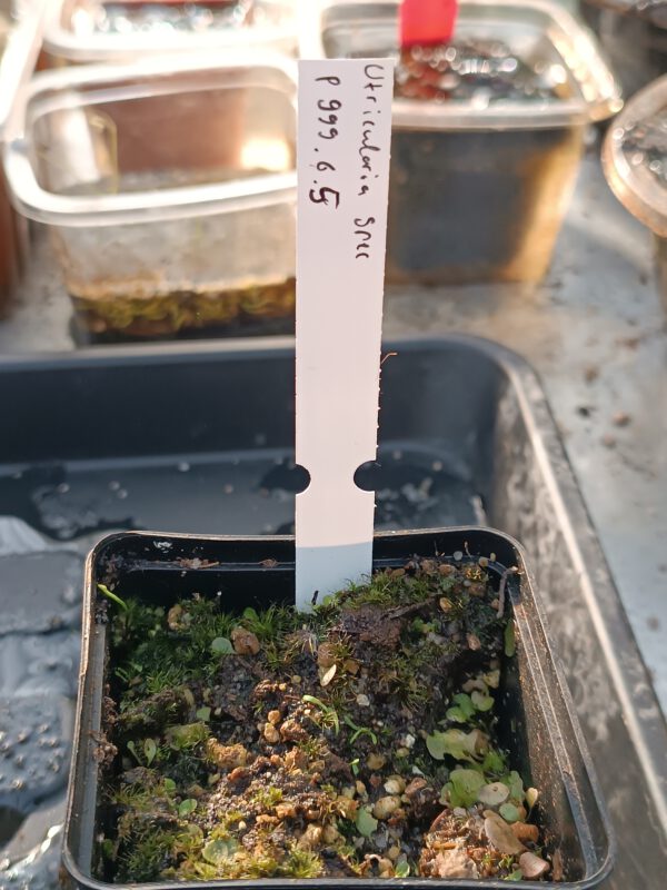 P.999.6.5 Utricularia Spezies Mix P.999.6.5