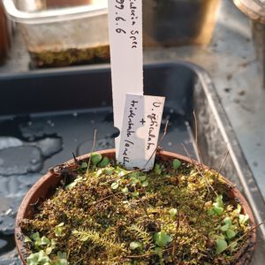 Utricularia Spezies Mix P.999.6.6