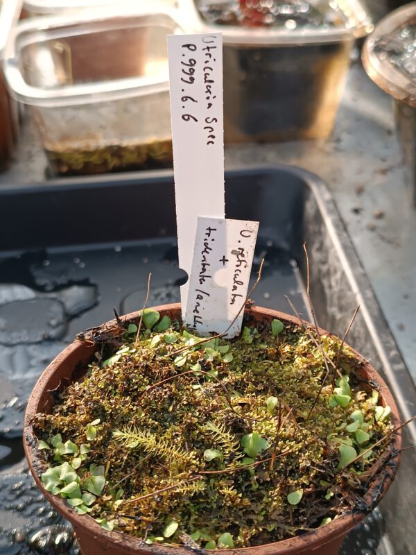 Utricularia Spezies Mix P.999.6.6