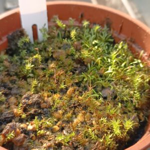 Utricularia Spezies Mix P.999.6.7