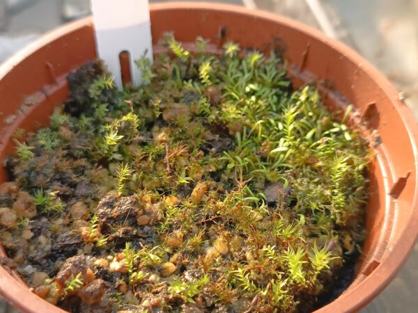 P.999.6.7 Utricularia Spezies Mix P.999.6.7