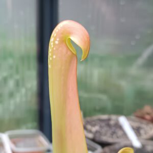 Sarracenia minor typical