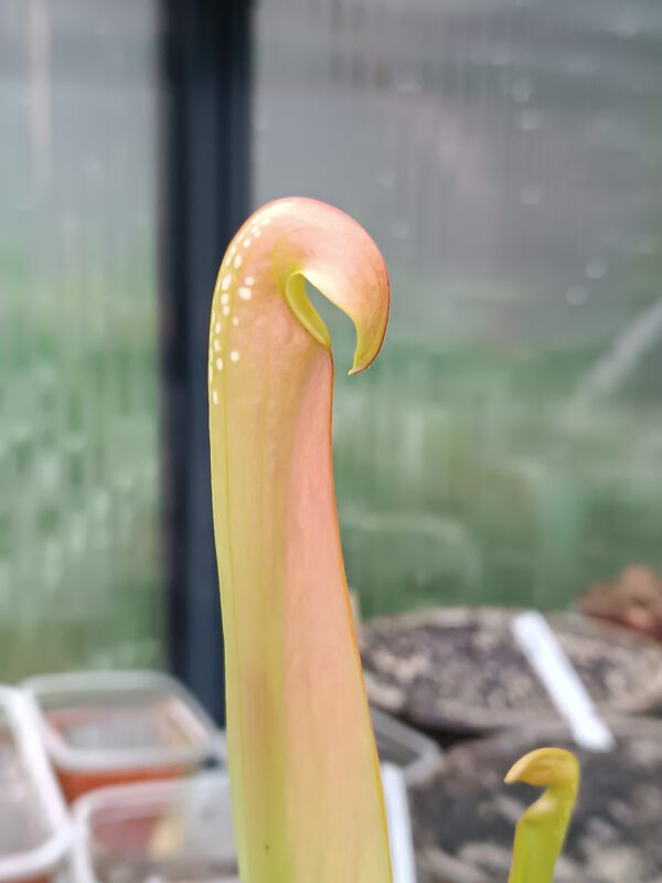 S minor typical Sarracenia minor typical