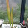 S minor typical(1) Sarracenia minor typical