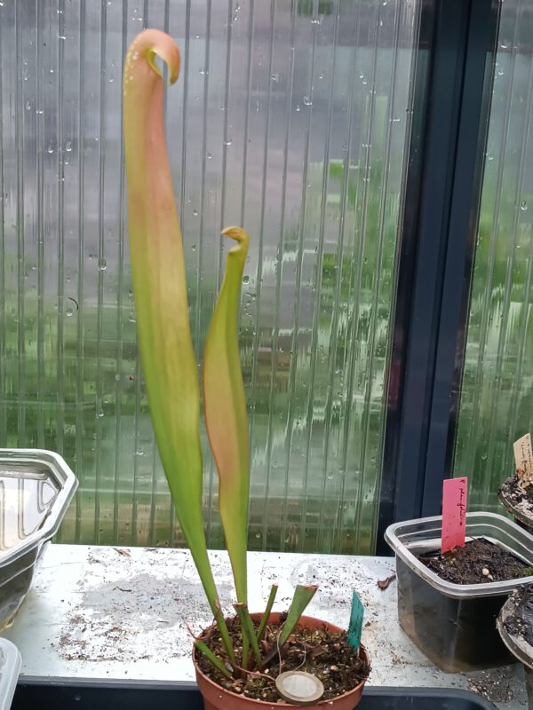 S minor typical(1) Sarracenia minor typical