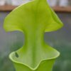 Sarracena flava var Maxima all green