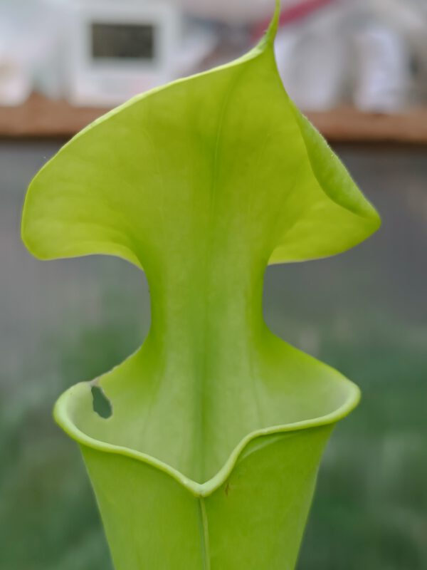 Sarracena flava var Maxima all green