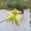 S. minor Blüte 1 Sarracenia minor Blüte