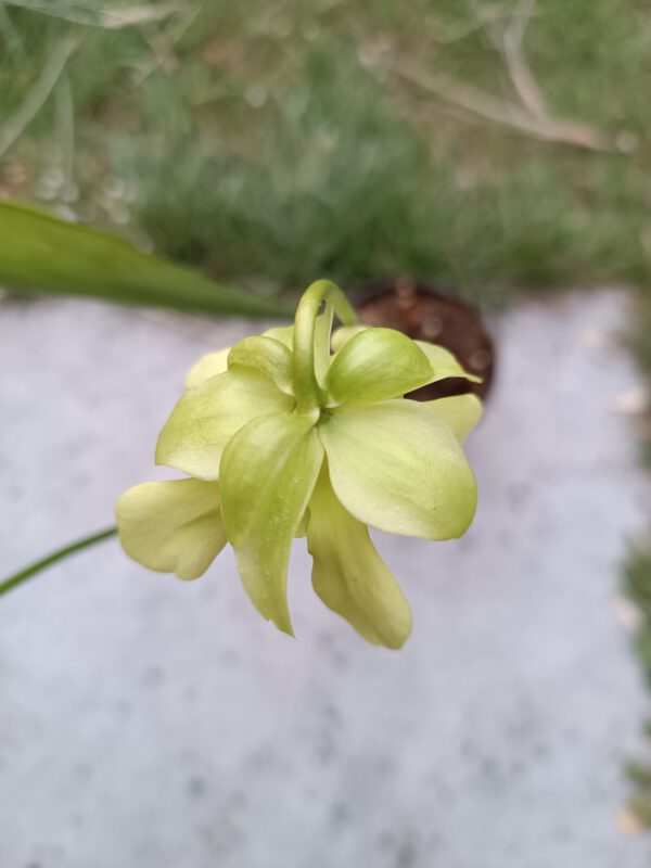 S. minor Blüte 1 Sarracenia minor Blüte