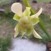 S. minor Blüte 2 Sarracenia minor Blüte
