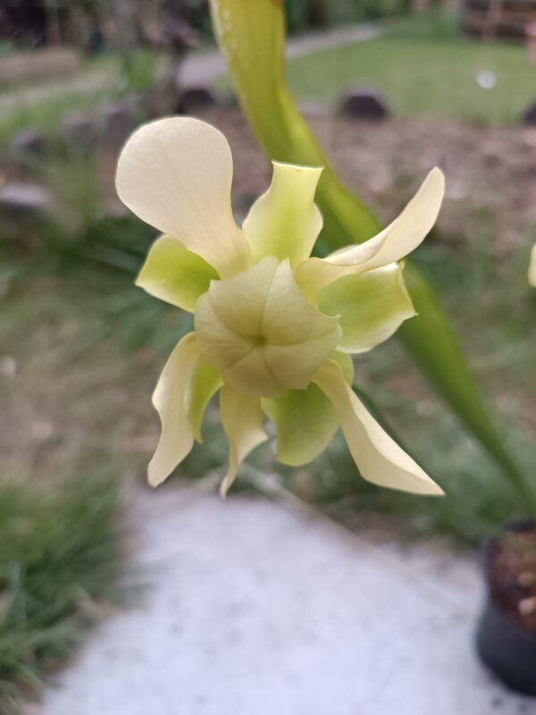 S. minor Blüte 2 Sarracenia minor Blüte