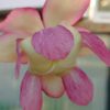S. purpurea (venosa_)(1) Sarracenia purpurea ssp venosa Blüte