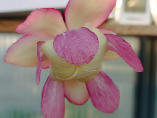 S. purpurea (venosa_)(1) Sarracenia purpurea ssp venosa Blüte