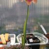 Sarracenia rubra ssp. Wherryi Tibbie