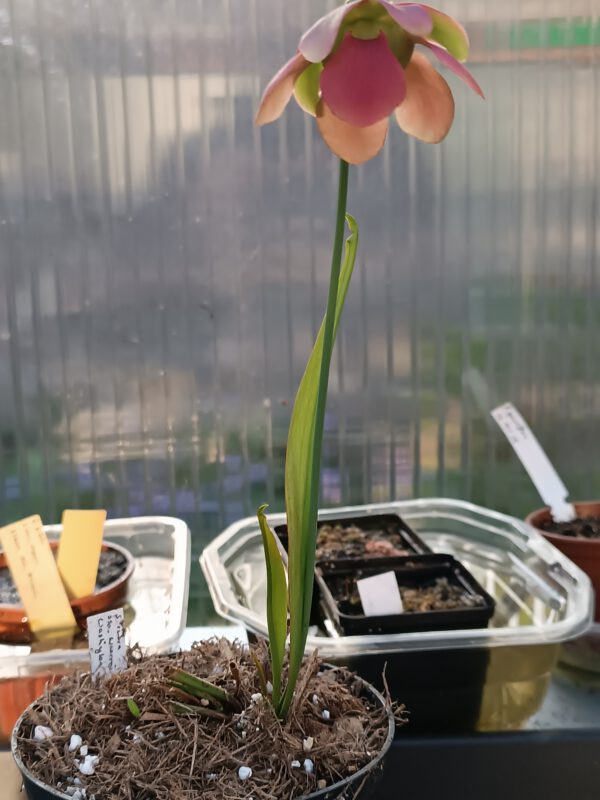 Sarracenia rubra ssp. Wherryi Tibbie