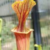 S. rubricorpora nameless Sarracenia flava var. rubricorpora