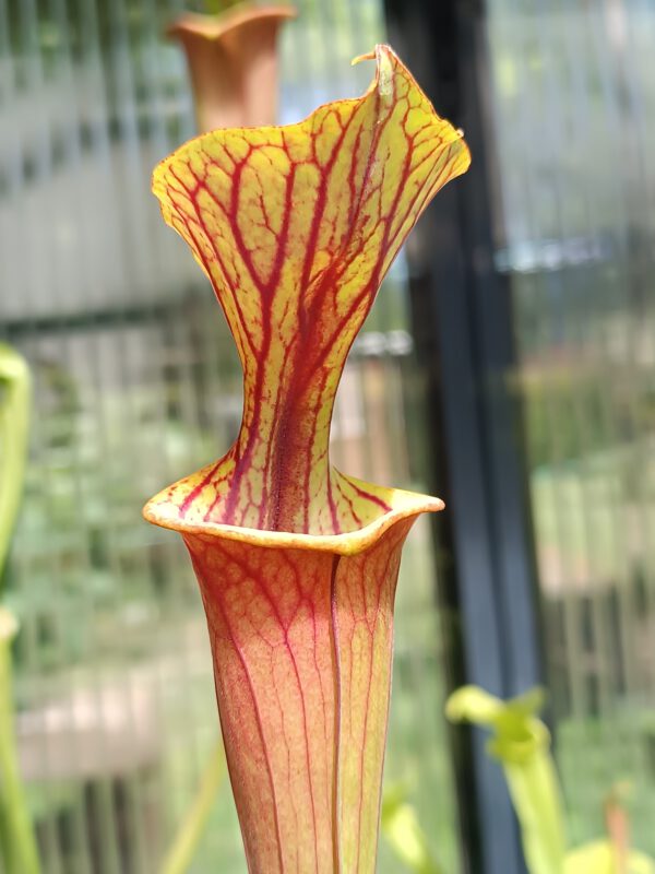 S. rubricorpora nameless Sarracenia flava var. rubricorpora