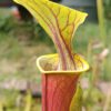 Sarracenia flava var. rbricorpora nameless,_guentha Sarracenia flava var. rubricorpora