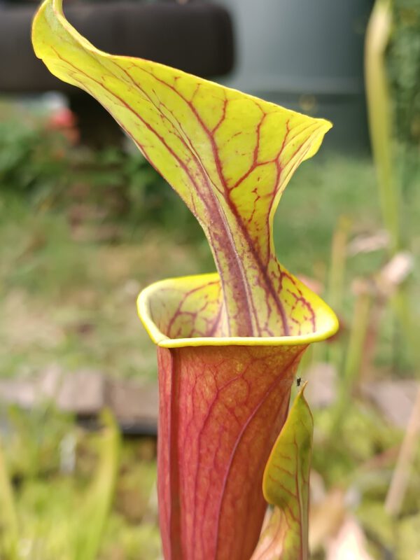 Sarracenia flava var. rbricorpora nameless,_guentha Sarracenia flava var. rubricorpora