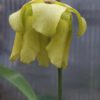 Sarracenia rubricorpora_Nameless_Blüte Sarracenia rubricorpora Blüte