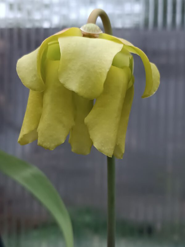 Sarracenia rubricorpora_Nameless_Blüte Sarracenia rubricorpora Blüte